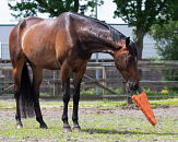 QHP Paardenspeelgoed Wortel XL