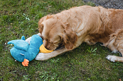 Beeztees hondenspeelgoed Hide and Seek Peli