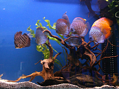 Impressie Aquariumhal