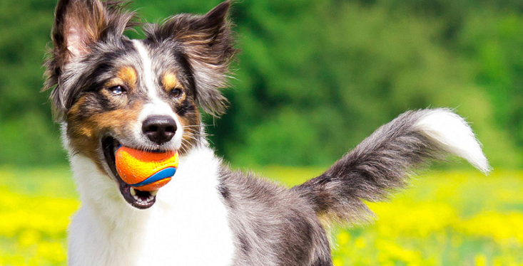 Buitenspelen met je hond