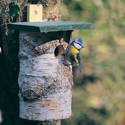 Vogelbescherming Nederland Berken Nestkast Ø 32 Mm