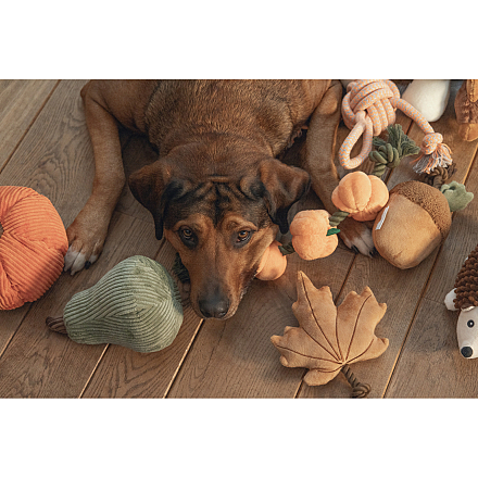 Beeztees Hondenspeelgoed Eikel met Touw