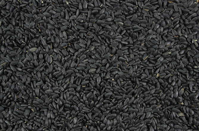 Zonnepitten Zwart <br>12,5 kg