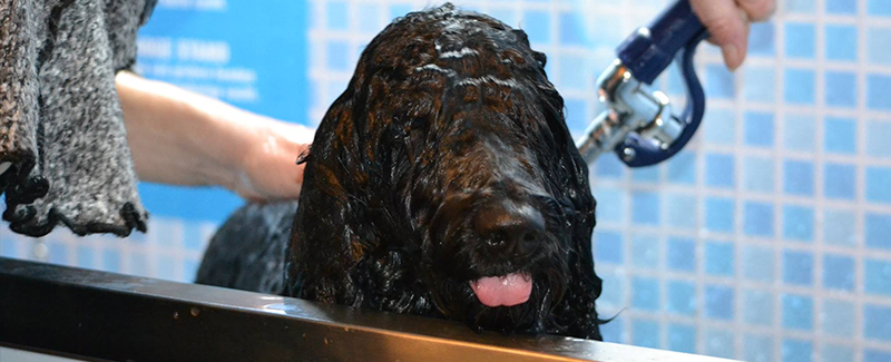 Makkelijk uw hond wassen én drogen in onze Dogwash