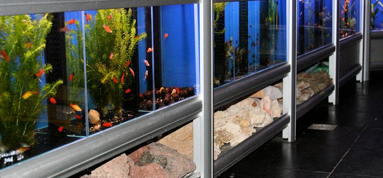 Impressie Aquariumhal